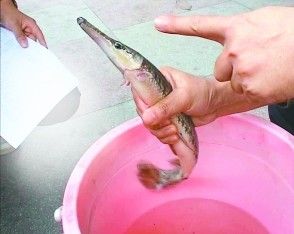 北美毒鱼混进长江 号称十大最凶猛淡水鱼之一