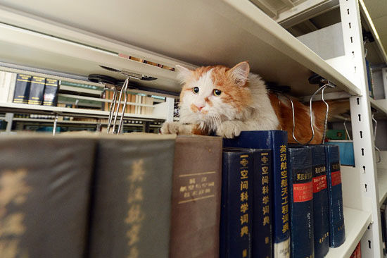 长春理工大学有只读书猫 比学生更爱图书馆_