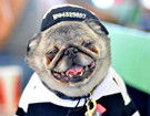 美国加州“2013世界最丑狗”大赛
