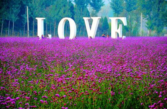 为爱寻找灵魂 紫色熏衣草的完美花语